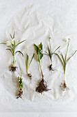 White early blooming bulb flowers with bulbs and soil