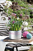 Snake's head fritillaries, grape hyacinths, striped squill and cowslips in a tin pot