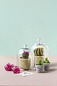 Cacti under glass covers and carnations