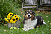 Dog lying in the grass next to a basket of sunflowers