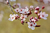 Zweig mit Blüten der Blutpflaume (Prunus cistena)