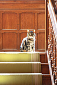 Cat in the stairwell with wooden panelling and green and white striped carpet runner