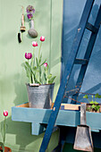 Potted tulips in metal bucket
