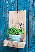 Potted basil on DIY shelf made of wooden box