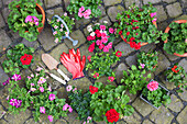 Verschiedene eingetopfte Frühlings- und Sommerblumen, Gartengeräte und Handschuhe auf Kopfsteinpflaster, Draufsicht