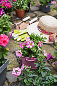 Various potted spring and summer flowers, straw hat, gardening tools and gloves on cabblestone pavement