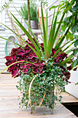 Large planter with Coleus (Solenostemon) on wooden terrace