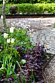 Weiße Tulpen und dunkelrote Alaunwurzel im Garten