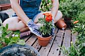 Nahaufnahme einer mittleren erwachsenen Frau, die Blumen im Topf pflanzt, während sie im Garten sitzt