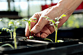 Close-up of female farmer touching plant at greenhouse