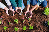 Family planting lettuce seedlings in vegetable garden, showing hands, full of soil