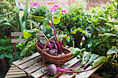 Basket of common beets harvested from balcony vegetable garden