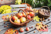 Herbsternte auf Gartentisch: Äpfel, Nüsse und Kastanien in Körben und essbarer Kürbis