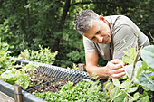 Man looking at plants growing on raised bed in garden