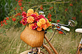Bicycle with dahlias in basket