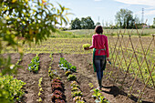Woman working in her vegetable garden, Italy