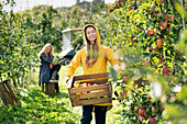 Two women harvesting apples in orchard