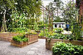 Vegetable garden in wooden raised beds with trellis