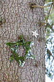 Star made of conifer twigs on a tree trunk