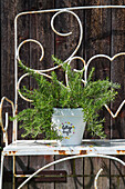 Rosemary plant in white pot on garden bench in front of wooden wall