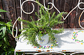 Rosemary plant in decorative pot on painted garden bench