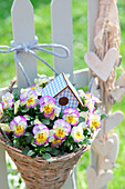 Violas in a basket hung on fence