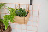 Houseplants in wooden box on copper wall holder