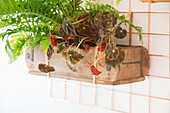 Houseplants in a rustic box on copper wall hanger