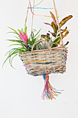 Verschiedene Zimmerpflanzen in einem hängenden Weidenkorb, dekoriert mit bunten Schnüren