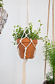 Makramee-Pflanzenhänger mit Topf und grüner Zimmerpflanze