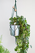 Hanging plant pot with ivy (Hedera) in front of a white wall