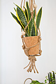Macramé hanging basket with Sansevieria in a cork pot in front of a white wall