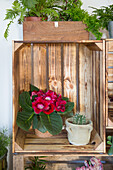 Zimmerpflanzen und Kaktus im DIY-Regal aus Holzkisten