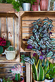 Vertikale Gartenwand aus Holzkisten mit verschiedenen Zimmerpflanzen