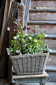 Basket of spring flowers (black hellebore, Lenten rose, bilberry twigs and snowdrops)