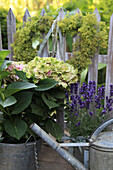 Garden arrangement with hydrangea, lavender, zinc watering can and heart-shaped wreath of lady's mantle