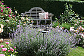 Seating area in rose garden with catmint in foreground