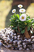 Bellis in a crown with a wreath of willow catkins
