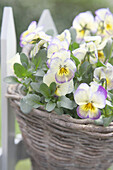 Violas in a basket hung on a fence