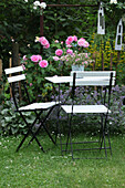 Table and chairs in front garden with rose 'Gertrude Jekyll' and catmint