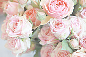 Fragrant bouquet of roses
