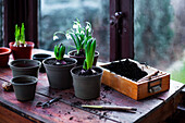 Growing hyacinths (Hyacinthus) and snowdrops (Bellis) on a wooden table