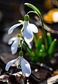Snowdrops in a forest