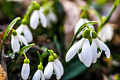 White snowdrop flowers in a forest as a spring time card