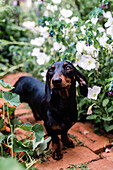 Hund zwischen Blumen im Garten