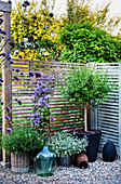 Plant pots and balloon bottle on gravel floor in front of privacy screen (Clematis 'Arabella', Salvia tricolore, lavender and dwarf lilac 'Palibin')