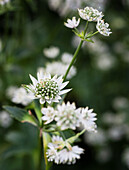 White starflower (Astrantia major) 'Star of Billion