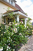 House entrance with flowering shrub roses and trellis