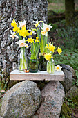 Daffodils in various vases on a wooden board in the garden