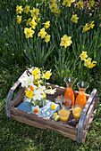Spring decoration with daffodils and various juices on a wooden tray in the garden